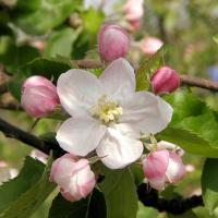 3080_4220013 Eine geöffnete Blüte an einem Apfelbaum - Knospen. | 